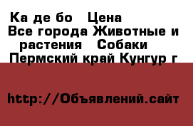 Ка де бо › Цена ­ 25 000 - Все города Животные и растения » Собаки   . Пермский край,Кунгур г.